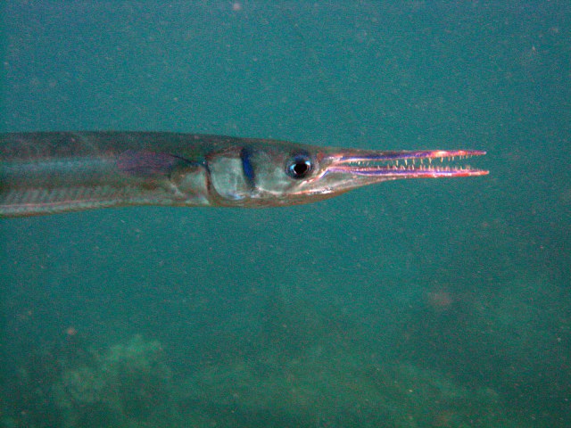 Tylosurus crocodilus crocodilus (Péron & Lesueur, 1821)